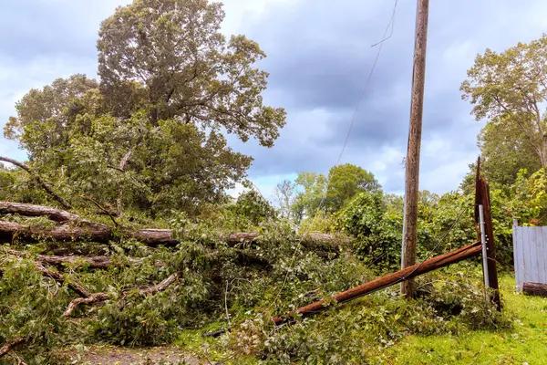 Tree Removal Solutions for Springfield Residents