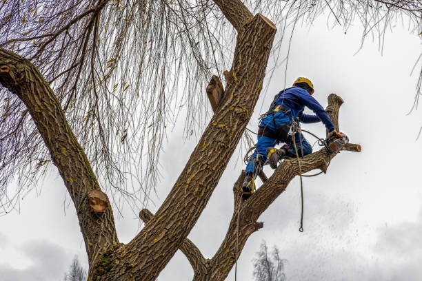Comprehensive Tree Service Mobile for All Your Outdoor Tree Care Needs